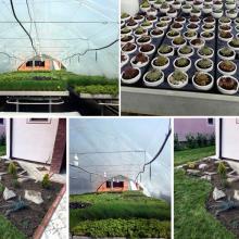 Moj Vrt Vršac Proizvodnja začinskog bilja, perena, seduma, četinara i šiblja