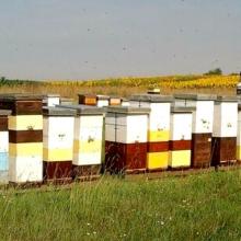 Saće Plus doo Med, pčelinji proizvodi, pčelarska oprema 05