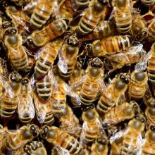 Karolji Nektar 01 Bečej - Lekovi i hrana za pčele