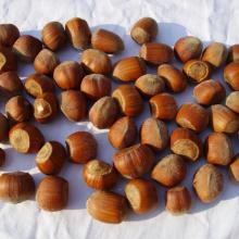Hazel-Nut Sadnice lešnika